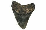 Fossil Megalodon Tooth - North Carolina #351143-1